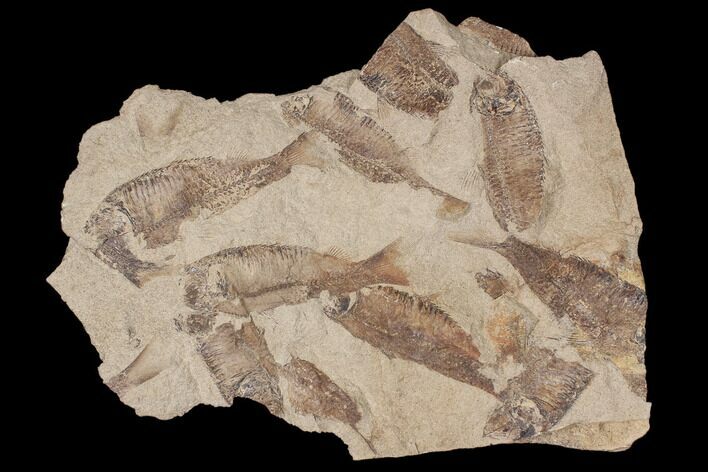 Fossil Fish (Gosiutichthys) Mortality Plate - Lake Gosiute #87800